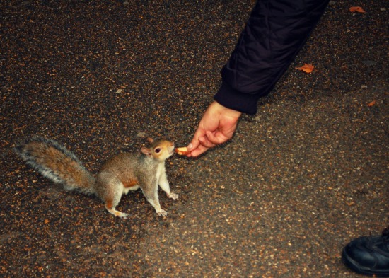 Buckingham Palace Gardens