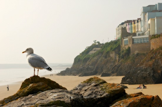 Bird on Beach